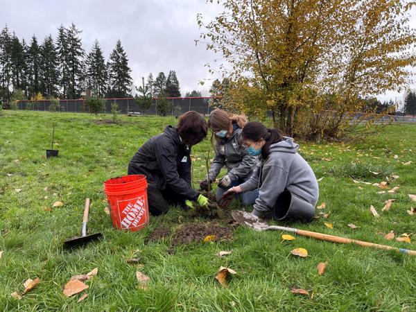 Sammamish – 300 Trees